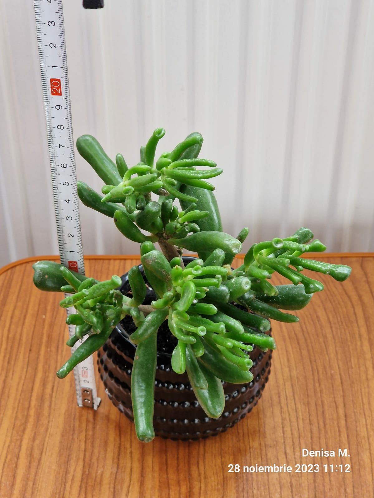 Crassula  Hobbit