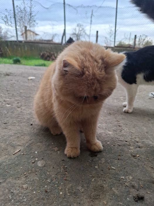 Подарявам много красиво мъжко коте