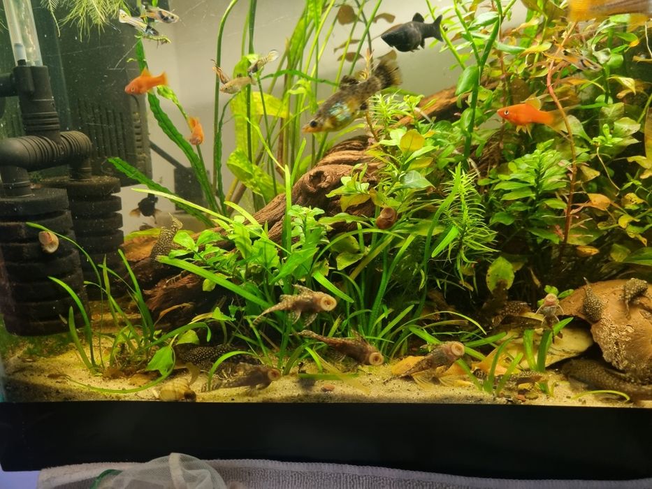 Ancistrusi  guppy sanitari acvariu