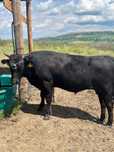 Full Blood Wagyu
