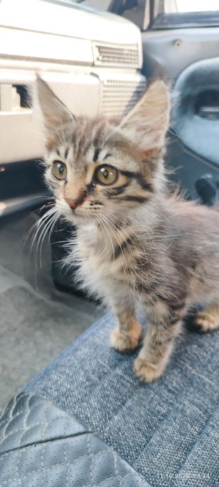 Отдам даром котят