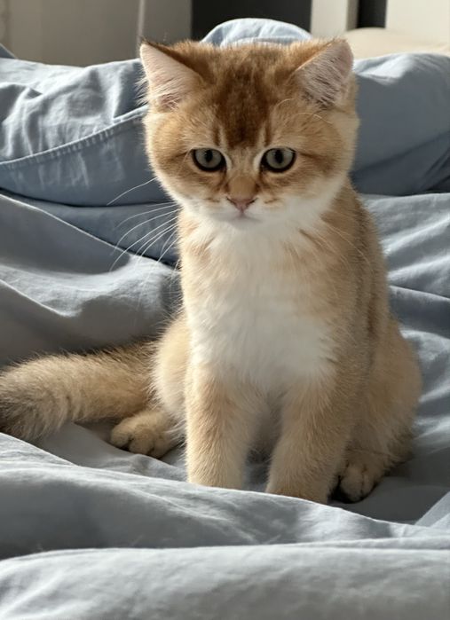 Baietel british shorthair golden chinchilla superb ! Pedigree WCF !