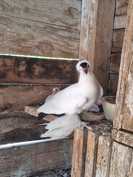 Rândunele de Saxonia 2025