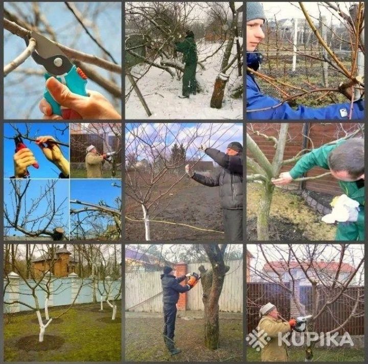 Обрезка и опрыскивание плодовых деревьев в Атырау.