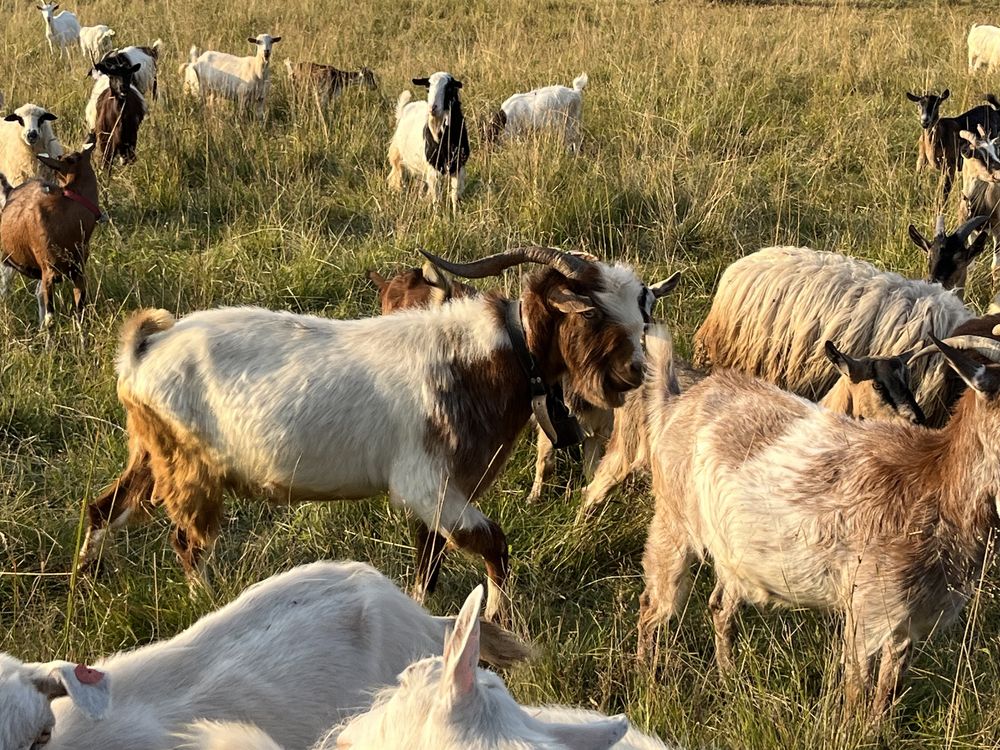 Tapi, capre, Iezi, și carcasa