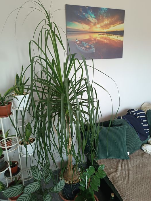 Две Нолини много красиви