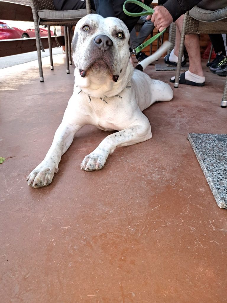 American Bully de vânzare