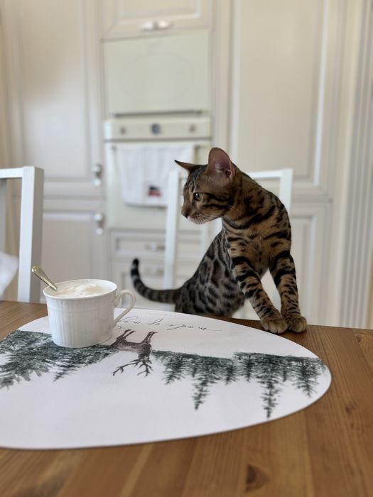 Бенгальский котенок 5 месяцев