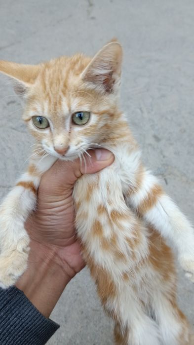 Mushuklar tekinga