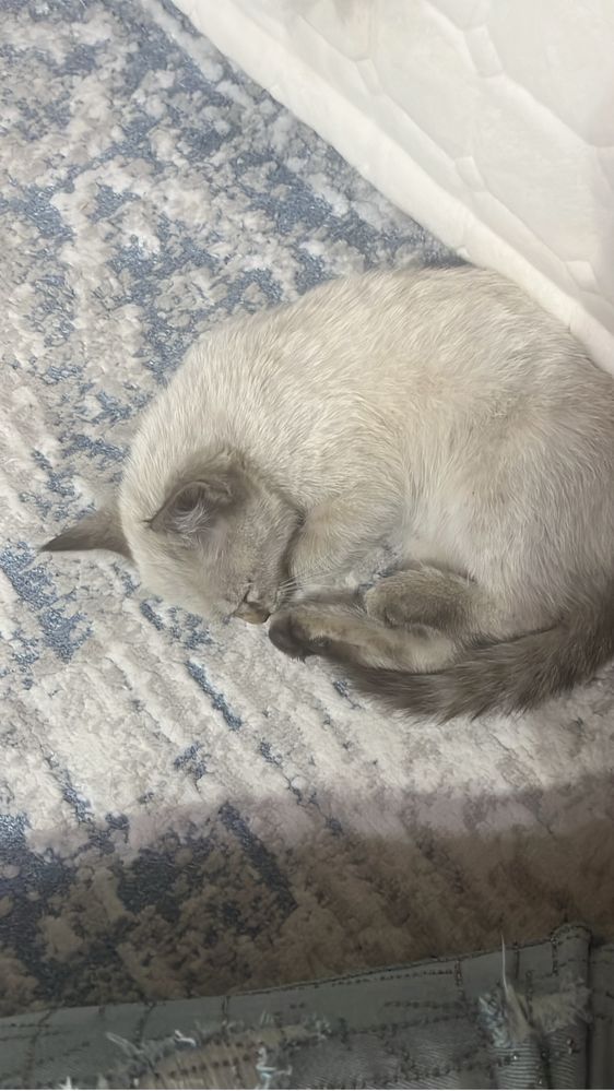 Котенок ищет дом