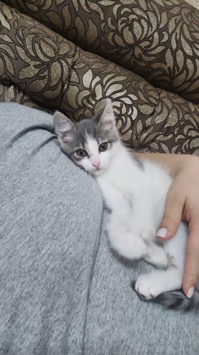 Милая кошечка ищет дом