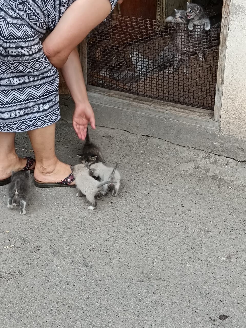 Котята  бесплатно