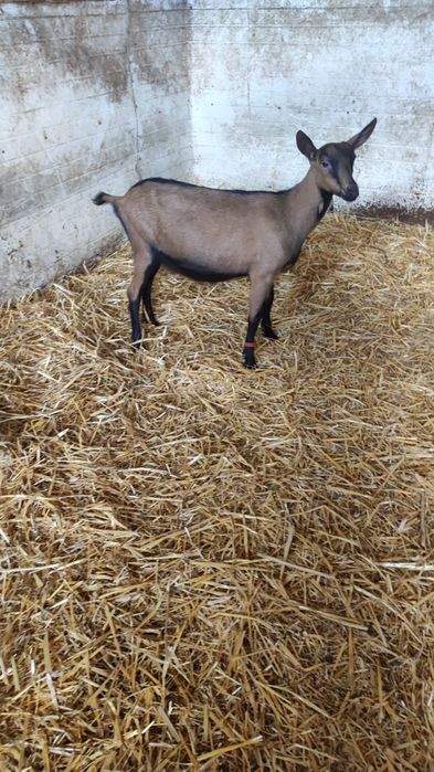 Vând iadă rasa alpina franceza.