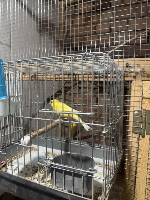 Канарейка семец