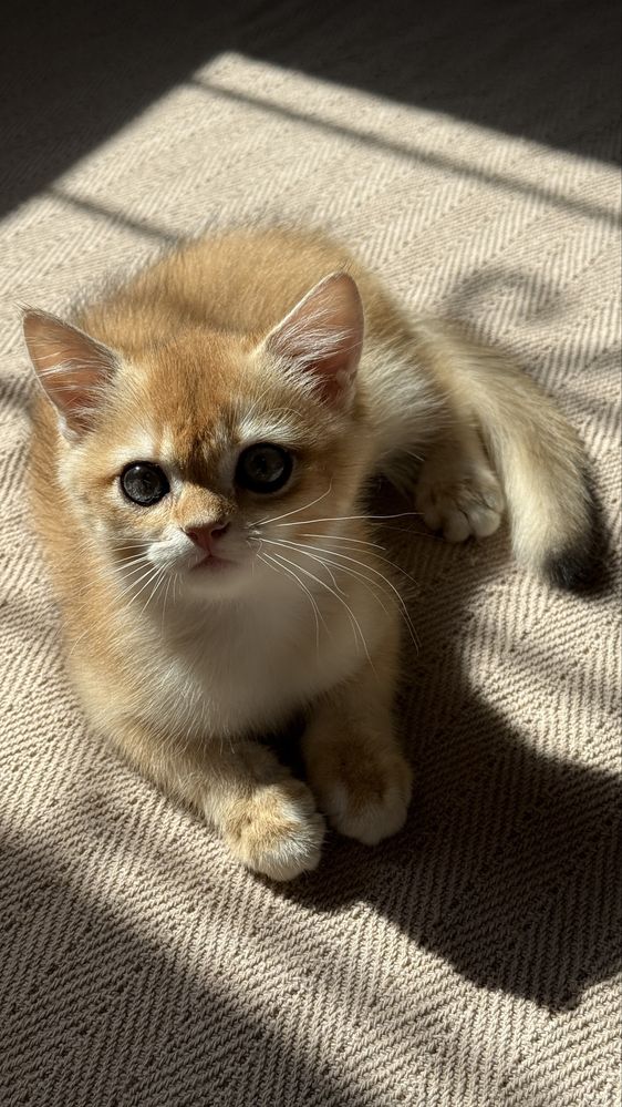 Elita BRI ny12 Golden Chinchilla Mushukcha  Sotuvda!