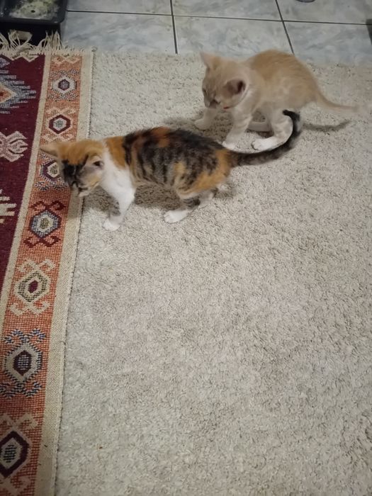 Donez pui de pisica de 2 luni