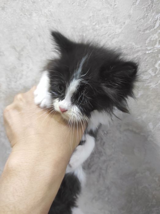 Отдам бесплатно страйт