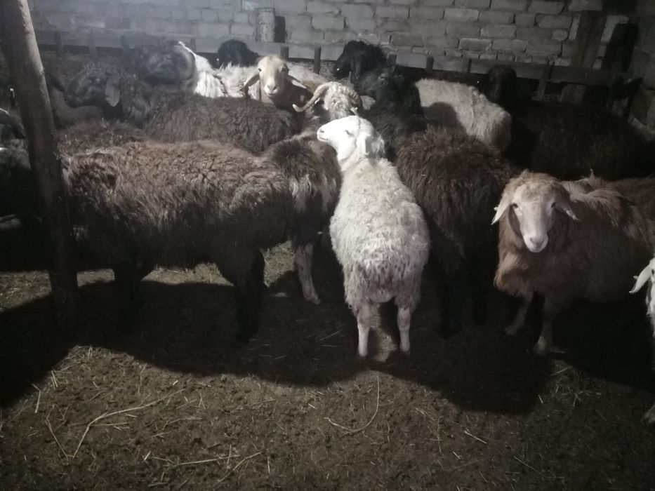 Продам баран токты