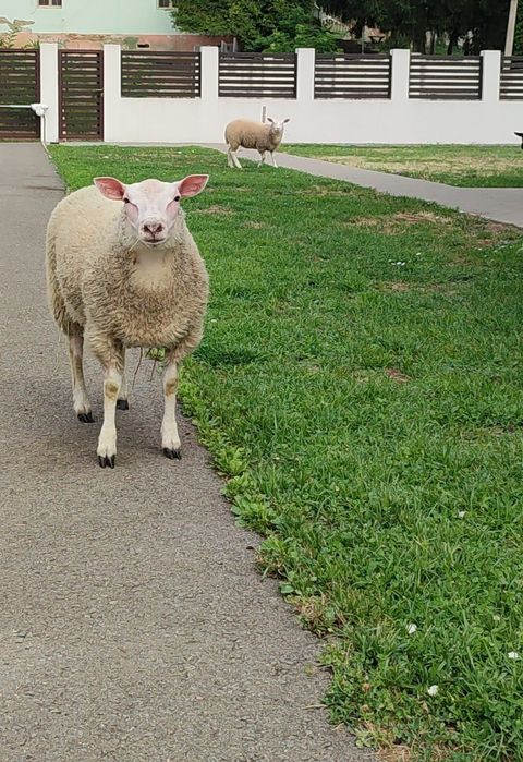 Berbecut Texel anul 2025