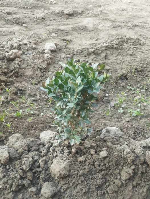 Shamshod koʻchat sotiladi