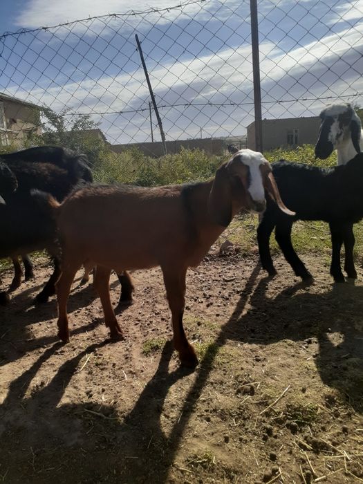 Echki zotdor Angola nubinski