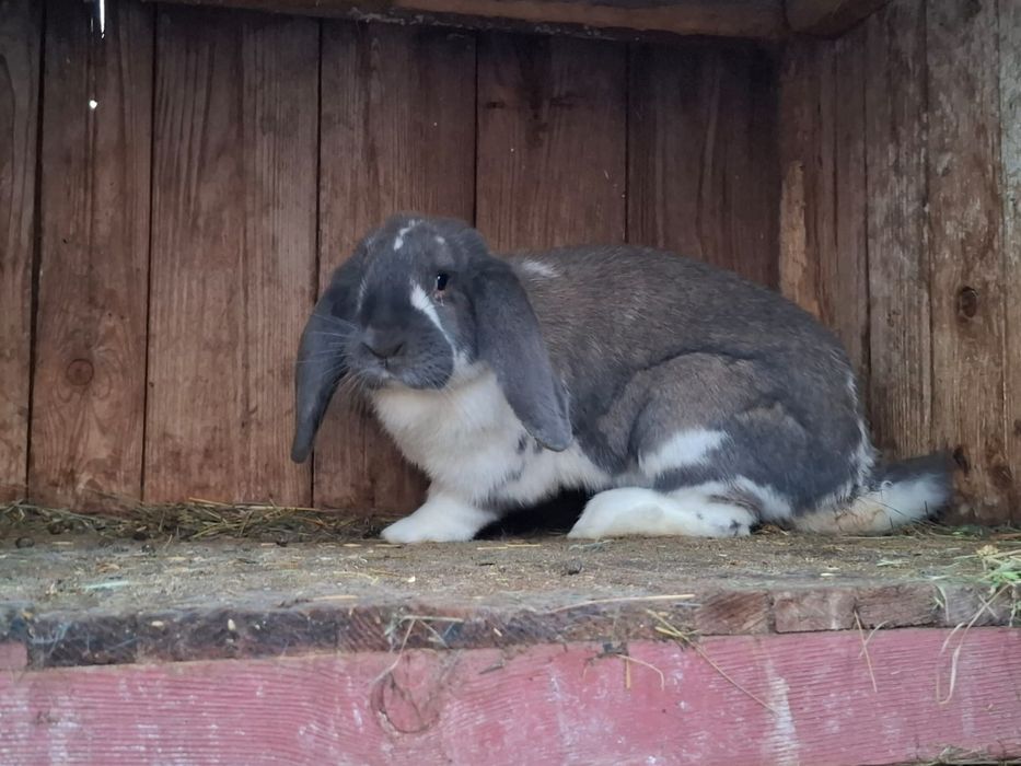 Vând iepuri uriaș german