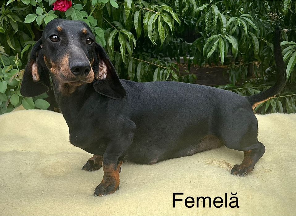 Cățel teckel femela