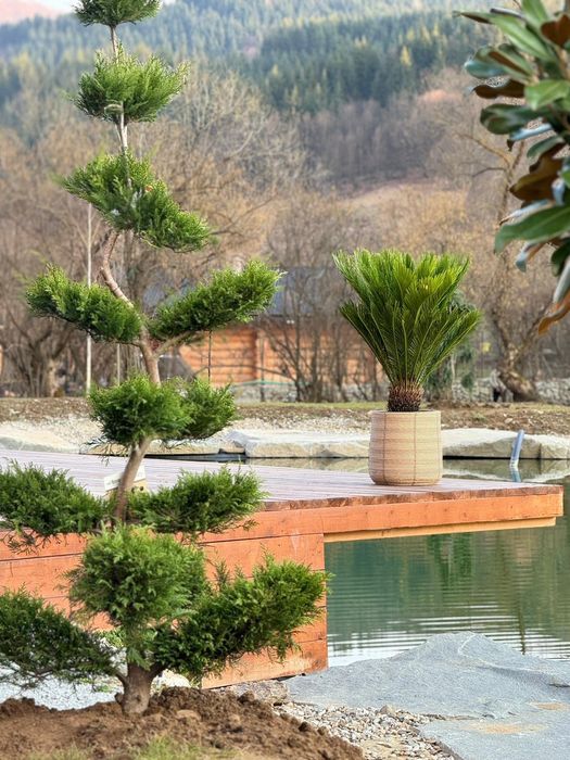 Plante ornamentale,  palmieri, bonsai, bambus, magnolia  grandiflora