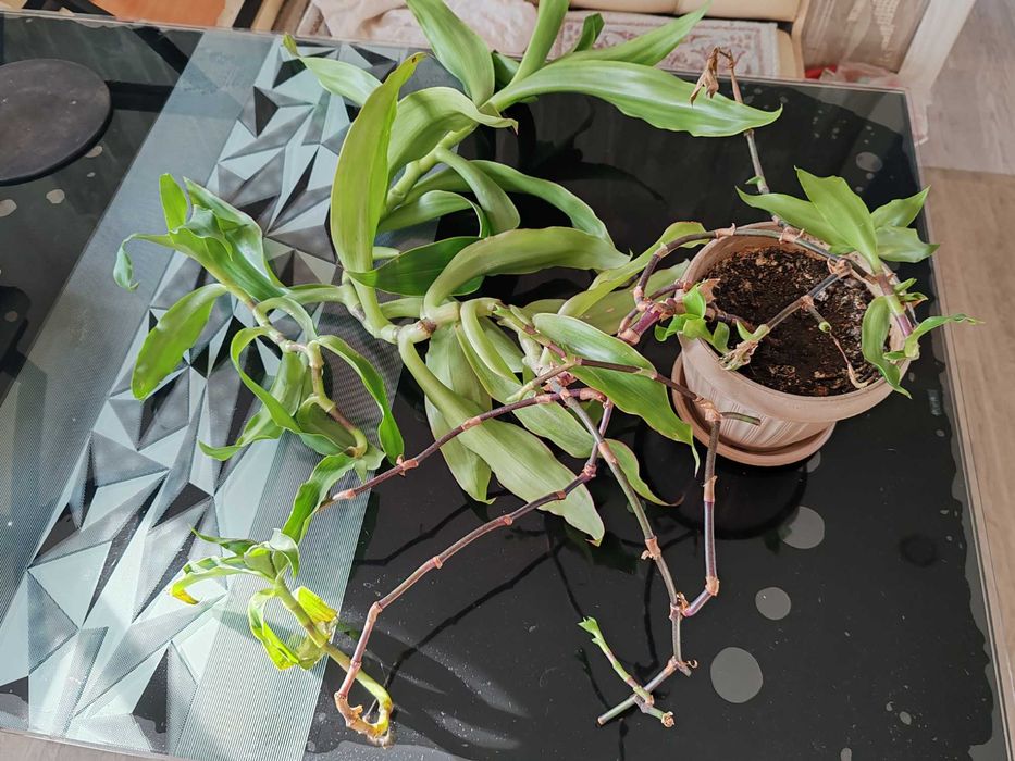 Золотой ус на лекарство