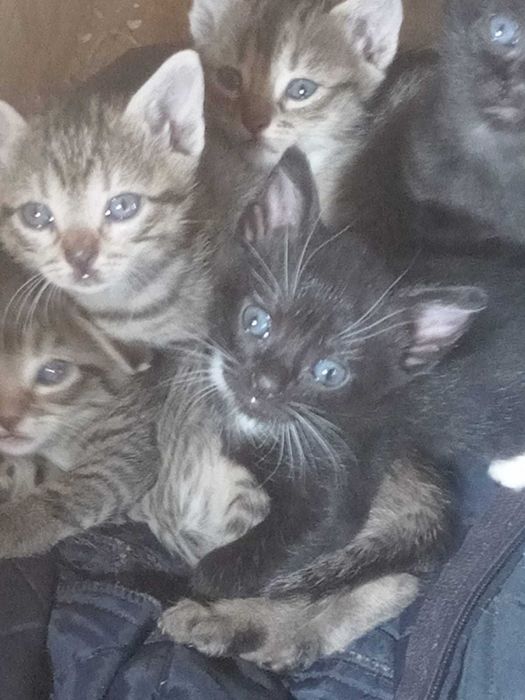 Adopție pisicuțe