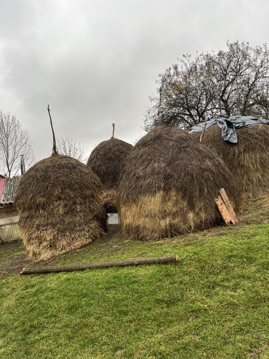 Vand fan si lucerna de calitate buna , ne-plouat