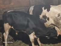 Vand vitel holstein