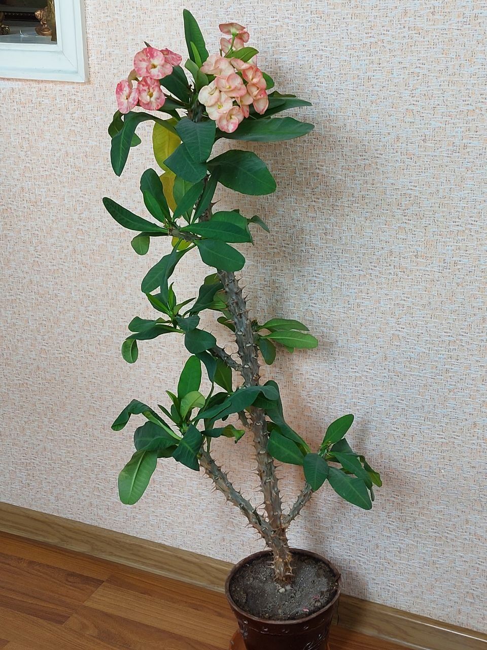 Комнатные растения