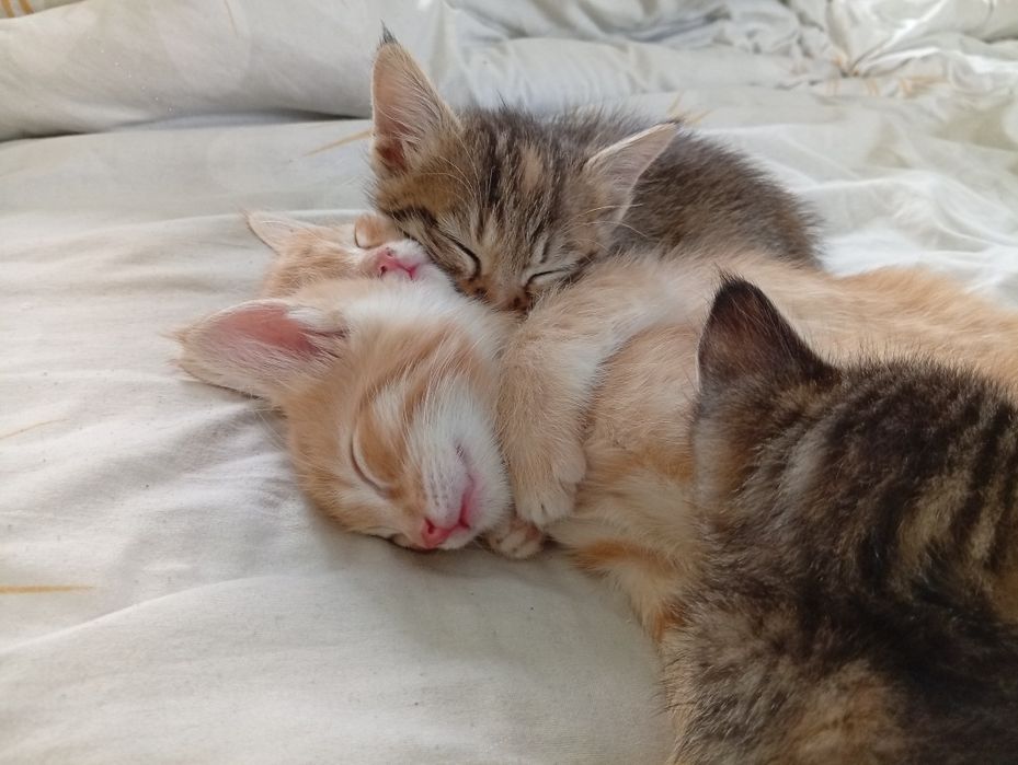 Милые котята в добрые и заботливые ручки