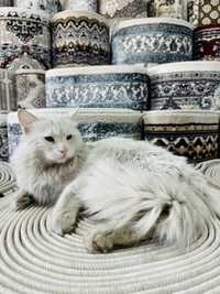 Сиби́рская кошка — порода полудлинношёрстных кошек. Белая 1.5 года