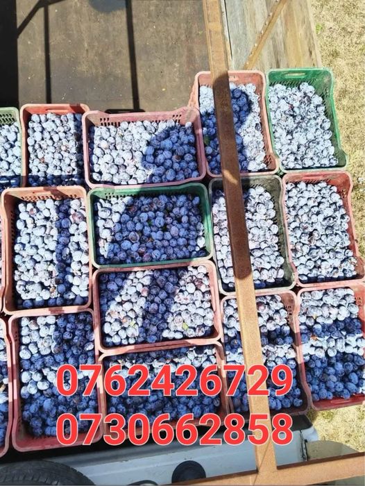 Vand prune pentru tuica/palinca