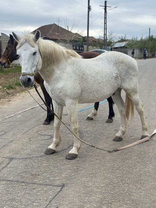 Vand 2 cai castrsti talie fosrte mare/grasi cuminti