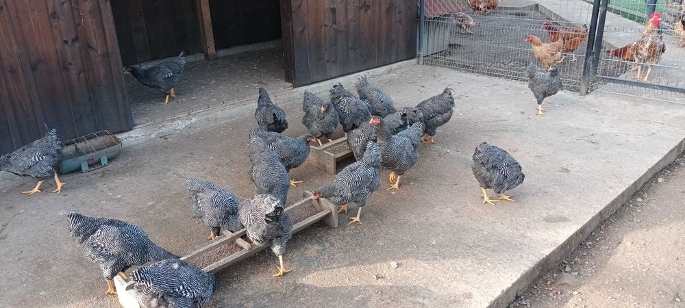 Vând familie găini rasa Plymouth, pui 2025, cul rock barat