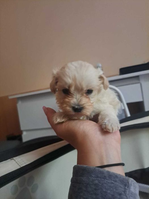 Catel Maltipoo foarte iubitor si jucaus
