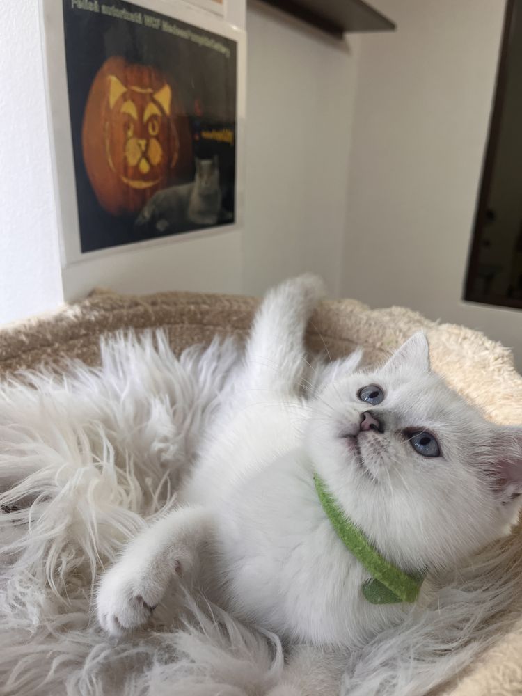 British shorthair shadedpoint