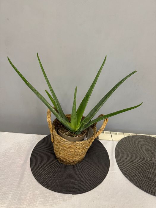 Pachet 3 plante 40-90 cm