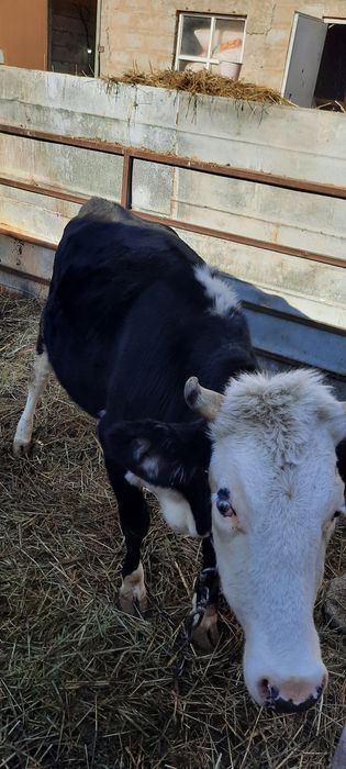 Продам хорошую телку