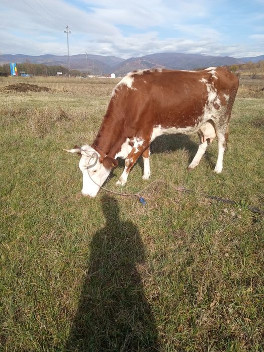 Vand vaca  bălțată românească pt abator