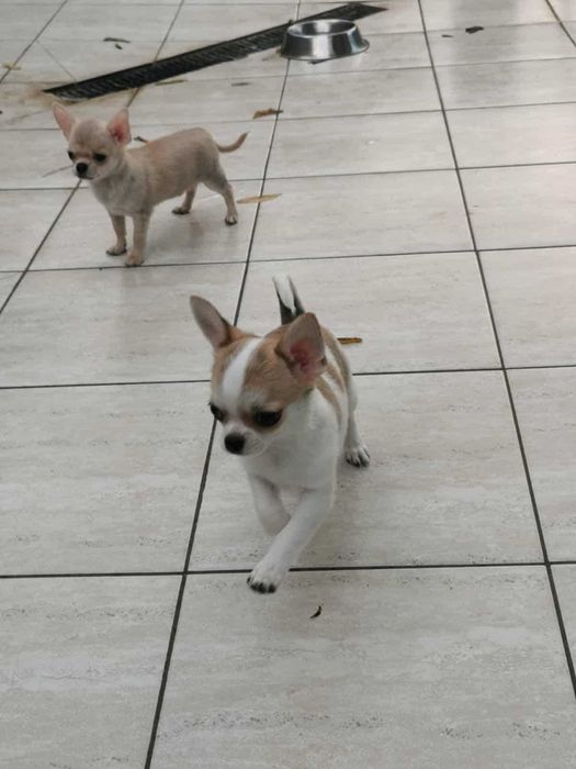 Чихуахуа ИСТИНСКИ - цени ХУБАВИ!!!