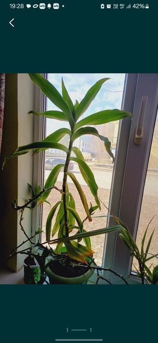 Золотой ус отросток