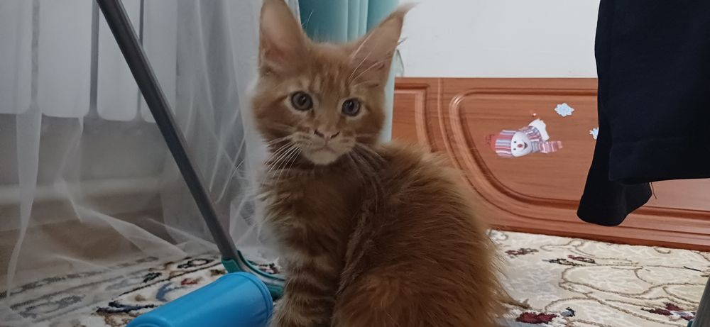 Мейн кун котёнок крупный ласковый
