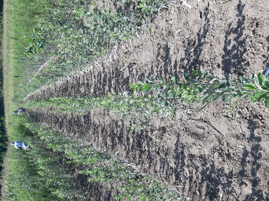 PROMO, la 100 puiet nuc, se oferă 5 puiet gratis-Pepiniera