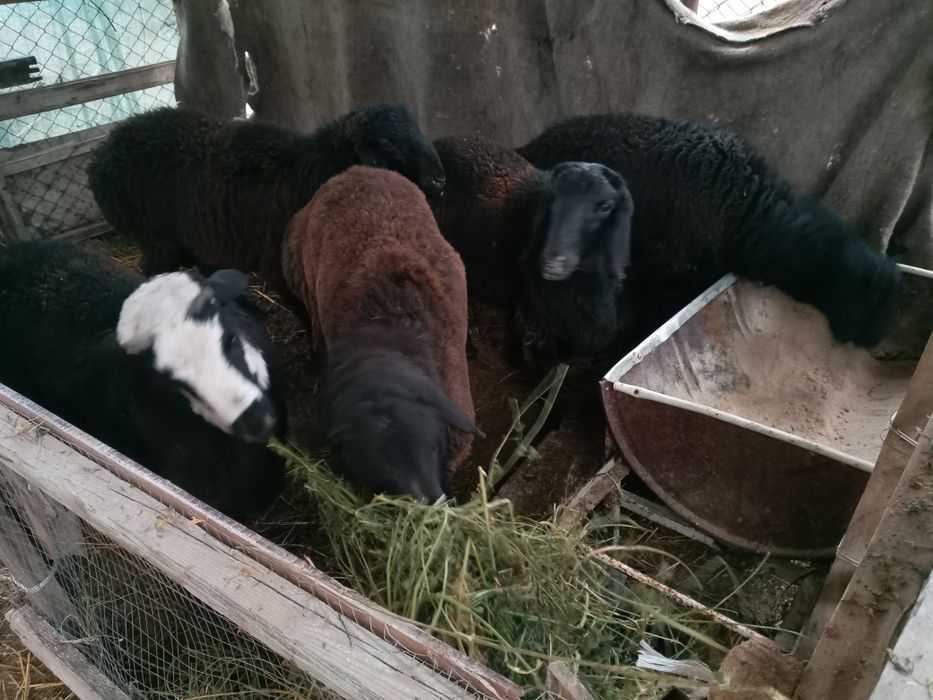 Qo'chqorlar sotiladi.