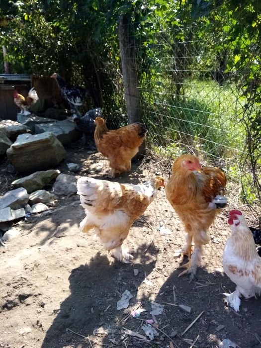 Găini brahma caută casă
