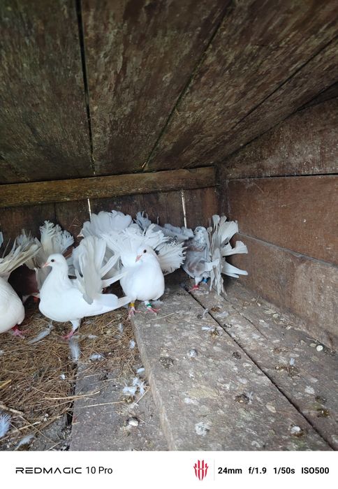 Vand Porumbei voltați